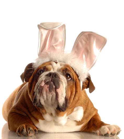 dogs dressed as bunnies|easter bunny pets.